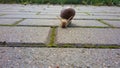 Funny snail crawls